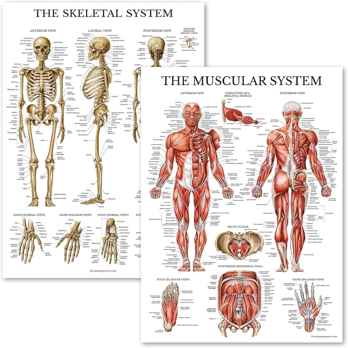 Anatomical Chart Set – Model 1035-21CHT — Anatomy Model by U.S. Pathology Equipment, image 1 product view 1