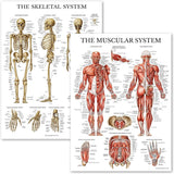 Anatomical Chart Set – Model 1035-21CHT — Anatomy Model by U.S. Pathology Equipment, image 1 thumbnail 1