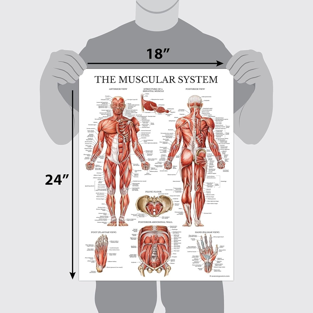 Anatomical Chart Set – Model 1035-21CHT — Anatomy Model by U.S. Pathology Equipment, image 3 product view 3