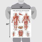 Anatomical Chart Set – Model 1035-21CHT — Anatomy Model by U.S. Pathology Equipment, image 3 thumbnail 3