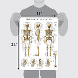 Anatomical Chart Set – Model 1035-21CHT — Anatomy Model by U.S. Pathology Equipment, image 2 thumbnail 2